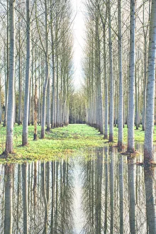 Fine art photography/aligned trees reflecting flooded ground Fine art photography/aligned trees reflecting flooded ground
