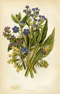 Alkanet, Bugloss, Borage, Comfrey, Victorian Botanical Illustration Alkanet, Bugloss, Borage, Comfrey, Victorian Botanical Illustration