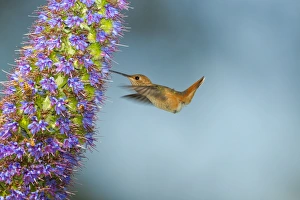 <b class=qtipBold><figcaption>Allens Hummingbird</figcaption></b><br>Hummingbird tastes nectar of purple blossoms of Pride of Madiera flowers.<br><em>© 2012 Susan Gary</em> Allens Hummingbird