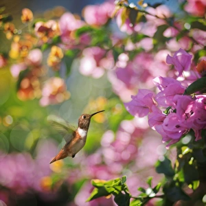 <b class=qtipBold><figcaption>Allen's Hummingbird</figcaption></b><br>An Allen's Hummingbird in flight on his way to some colorful bougainvillea flowers.<br><em>© 2009 Susan Gary</em> Allen's Hummingbird