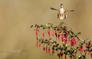 <b class=qtipBold><figcaption>Allen's Hummingbird</figcaption></b><br>Allen's Hummingbird displaying his tail feathers.<br><em>© 2012 Susan Gary</em> Allen's Hummingbird