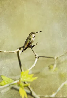<b class=qtipBold><figcaption>Allens Hummingbird</figcaption></b><br>Allens Hummingbird perched on bare branch.<br><em>© 2012 Susan Gary</em> Allens Hummingbird