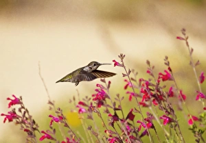 <b class=qtipBold><figcaption>Allen's Hummingbird in Flight</figcaption></b><br>An Allen's Hummingbird making his way to the sweet nectar of these delicate flowers...at Shipley Nature Center<br><em>© 2009 Susan Gary</em> Allen's Hummingbird in Flight