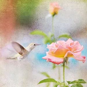 <b class=qtipBold><figcaption>Allen's Hummingbird with rose</figcaption></b><br>An Allen's Hummingbird in flight captured along with a lovely peach and yellow colored rose. This is a textured image with a colorful background<br><em>© 2009-2010 Susan Gary</em> Allen's Hummingbird with rose