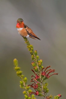 <b class=qtipBold><figcaption>Allen's on a Perch</figcaption></b><br>A male Allen's Hummingbird taking a break resting on a small perch in between its craze for nectars.<br><em>© 2016 Phoo Chan</em> Allen's on a Perch