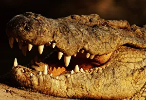 <b class=qtipBold><figcaption>Alligator (Alligator Sp.), Close Up</figcaption></b><br>Latin name: Alligatoridae, Anup Shah Wildlife Photography, 10184841<br><em>© This content is subject to copyright.</em> Alligator (Alligator Sp.), Close Up
