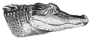 Alligator head engraving 1888 Alligator head engraving 1888