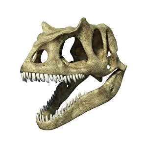 Images Dated 20th November 2012: Allosaurus dinosaur skull, artwork