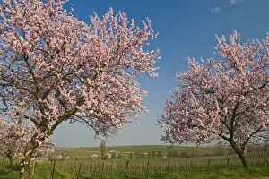 Almond blossom in the Palatinate, Rhineland-Palatinate, Germany, Europe Almond blossom in the Palatinate, Rhineland-Palatinate, Germany, Europe