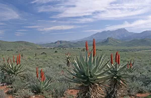 Images Dated 16th October 2008: Aloe, Arid Climate, Arid Landscape, Cloud, Desert, Desert Plant, Leaf, Little Karoo
