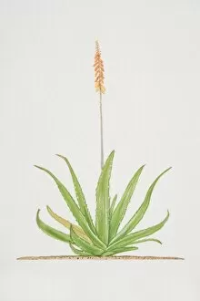 Images Dated 15th June 2006: Aloe, flowering Aloe vera plant