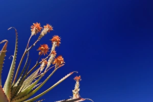 Aloe plant against a deep blue sky, Didima Camp, Drakensberg Ukhahlamba National Park Aloe plant against a deep blue sky, Didima Camp, Drakensberg Ukhahlamba National Park