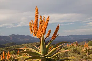 aloes, beauty in nature, botany, breederivier valley, color image, day, flora, horizon over land aloes, beauty in nature, botany, breederivier valley, color image, day, flora, horizon over land