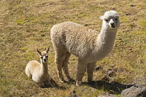 Alpaca -Vicugna pacos- adult with young, Peru Alpaca -Vicugna pacos- adult with young, Peru