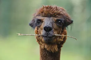 Alpaca -Vicugna pacos-, portrait, animal holding branch in its mouth, Jaderpark Alpaca -Vicugna pacos-, portrait, animal holding branch in its mouth, Jaderpark