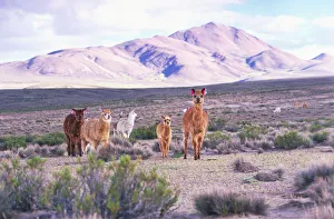 <b class=qtipBold><figcaption>Alpacas (Lama paca)</figcaption></b><br><em>© This content is subject to copyright.</em> Alpacas (Lama paca)