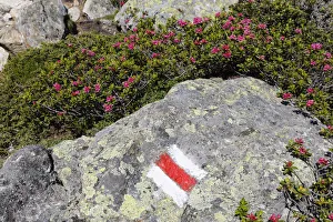 Alpenrose -Rhododendron ferrugineum-, trail-marking, Mt Schafberg, Montafon, Raetikon, Vorarlberg, Austria Alpenrose -Rhododendron ferrugineum-, trail-marking, Mt Schafberg, Montafon, Raetikon, Vorarlberg, Austria
