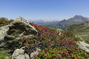Alpenrose -Rhododendron ferrugineum-, at St. Antoenier Joch, saddle, Montafon, Raetikon, Vorarlberg, Austria Alpenrose -Rhododendron ferrugineum-, at St. Antoenier Joch, saddle, Montafon, Raetikon, Vorarlberg, Austria
