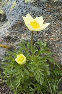 Alpine Anemone or Sulphur Anemone -Pulsatilla alpina ssp Alpine Anemone or Sulphur Anemone -Pulsatilla alpina ssp