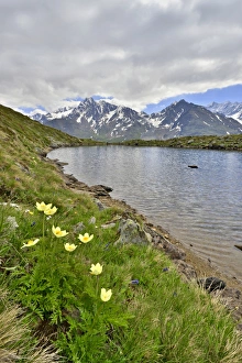 Alpine Anemones or Sulphur Anemones -Pulsatilla alpina ssp Alpine Anemones or Sulphur Anemones -Pulsatilla alpina ssp