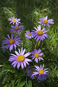 Alpine Aster -Aster alpinus-, Passo di Costalunga, South Tyrol, Italy, Europe Alpine Aster -Aster alpinus-, Passo di Costalunga, South Tyrol, Italy, Europe