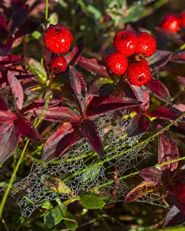 Alpine Bearberry -Arctostaphylos alpinus-, colored leaves and berries in autumn, ?Troms, Norway Alpine Bearberry -Arctostaphylos alpinus-, colored leaves and berries in autumn, ?Troms, Norway
