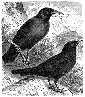 The Alpine chough and yellow-billed chough, (Pyrrhocorax graculus) The Alpine chough and yellow-billed chough, (Pyrrhocorax graculus)
