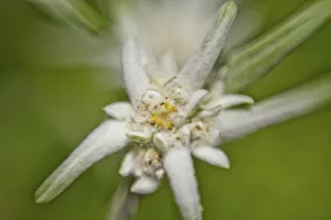 Alpine Edelweiss -Leontopodium nivale-, macro shot Alpine Edelweiss -Leontopodium nivale-, macro shot