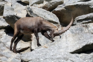 Alpine ibex (Capra ibex), Alpine Zoo Innsbruck, Tyrol, Austria, Europe Alpine ibex (Capra ibex), Alpine Zoo Innsbruck, Tyrol, Austria, Europe