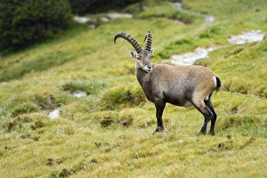 Alpine ibex -Capra ibex-, Bernese Oberland, Switzerland Alpine ibex -Capra ibex-, Bernese Oberland, Switzerland