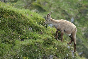 Alpine Ibex -Capra ibex- feeding, Bernese Oberland, Canton of Bern, Switzerland Alpine Ibex -Capra ibex- feeding, Bernese Oberland, Canton of Bern, Switzerland