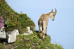 Alpine Ibex -Capra ibex- looking down slope, Bernese Oberland, Canton of Bern, Switzerland Alpine Ibex -Capra ibex- looking down slope, Bernese Oberland, Canton of Bern, Switzerland