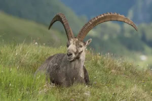 Alpine ibex -Capra ibex- lying in an alpine meadow, High Tauern National Park, Carinthia, Austria Alpine ibex -Capra ibex- lying in an alpine meadow, High Tauern National Park, Carinthia, Austria