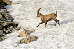Alpine ibex (Capra ibex), running over a snow field Alpine ibex (Capra ibex), running over a snow field