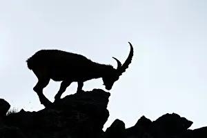 Alpine Ibex -Capra ibex-, silhouette, Bernese Oberland, Canton of Bern, Switzerland Alpine Ibex -Capra ibex-, silhouette, Bernese Oberland, Canton of Bern, Switzerland