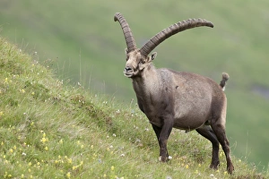 Alpine ibex -Capra ibex- standing on an alpine meadow, High Tauern National Park, Carinthia, Austria Alpine ibex -Capra ibex- standing on an alpine meadow, High Tauern National Park, Carinthia, Austria