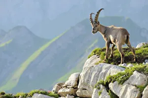 Alpine ibex (Capra ibex), standing on rock ledge Alpine ibex (Capra ibex), standing on rock ledge