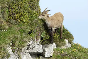 Alpine Ibex -Capra ibex- in steep terrain, Bernese Oberland, Canton of Bern, Switzerland Alpine Ibex -Capra ibex- in steep terrain, Bernese Oberland, Canton of Bern, Switzerland