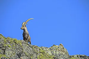 Alpine Ibex -Capra ibex-, Stelvio National Park, Italy Alpine Ibex -Capra ibex-, Stelvio National Park, Italy