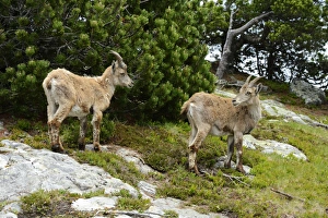 Two Alpine Ibexes -Capra ibex- during change of coat, Bernese Oberland, Canton of Bern Two Alpine Ibexes -Capra ibex- during change of coat, Bernese Oberland, Canton of Bern