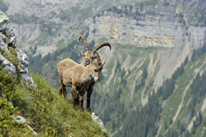 Two Alpine Ibexes -Capra ibex- in steep terrain, Bernese Oberland, Canton of Bern Two Alpine Ibexes -Capra ibex- in steep terrain, Bernese Oberland, Canton of Bern