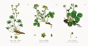 Alpine Ladyas Mantle, Alchemilla alpina, Victorian Botanical Illustration, 1863 Alpine Ladyas Mantle, Alchemilla alpina, Victorian Botanical Illustration, 1863