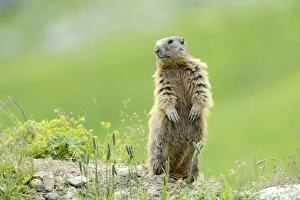 Alpine Marmot -Marmota marmota-, standing on its hind legs and observing its surroundings Alpine Marmot -Marmota marmota-, standing on its hind legs and observing its surroundings