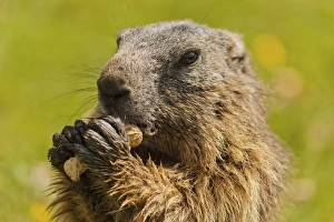 Alpine Marmot -Marmota marmota- feeding on a peanut, State Land Salzburg, Austria Alpine Marmot -Marmota marmota- feeding on a peanut, State Land Salzburg, Austria