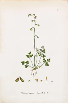 Alpine Meadow Rue, Thalictrum Alpinum, Victorian Botanical Illustration, 1863 Alpine Meadow Rue, Thalictrum Alpinum, Victorian Botanical Illustration, 1863
