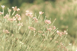 Alpine Pink Rubin -Dianthus alpinus-, flower meadow, distorted, Lans, Tyrol, Austria Alpine Pink Rubin -Dianthus alpinus-, flower meadow, distorted, Lans, Tyrol, Austria