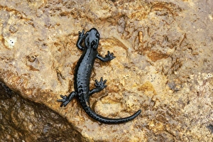 Alpine Salamander -Salamandra atra-, Bernese Oberland, Switzerland