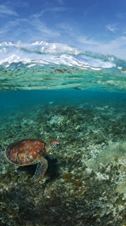 <b class=qtipBold><figcaption>Alpine turtle</figcaption></b><br>Sea turtle near the surface. Apo island. Split<br><em>© Andrey Narchuk</em> Alpine turtle