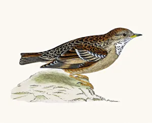 <b class=qtipBold><figcaption>Alpine Warbler bird</figcaption></b><br>A photograph of an original hand-colored engraving from The History of British Birds by Morris published in 1853-1891.<br><em>© mashuk</em> Alpine Warbler bird
