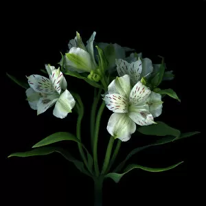 Images Dated 16th July 2011: Alstroemeria